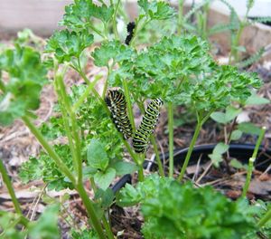 Swallowtail Caterpillars 3in1.JPG