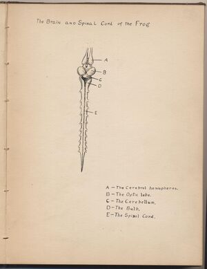 Hbk.Human Physiology and Histology-21.jpg