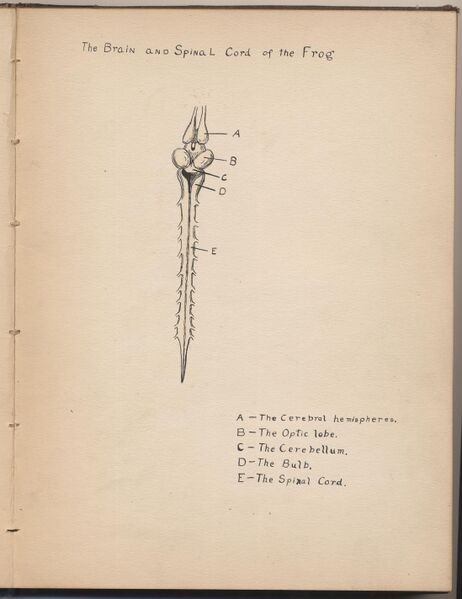 File:Hbk.Human Physiology and Histology-21.jpg