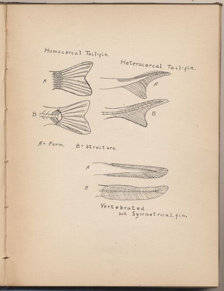 File:Hbk.Human Physiology and Histology-23.jpg