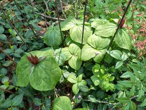 IMG 20200328 134358322 HDR.jpg