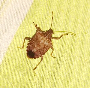 IMG 20221017 084120817.stinkbug.crop.jpg