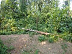 luckily, B had just cleared this area yesterday!