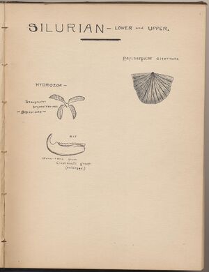 Hbk.Human Physiology and Histology-13.jpg