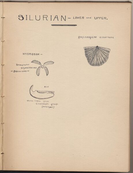 File:Hbk.Human Physiology and Histology-13.jpg