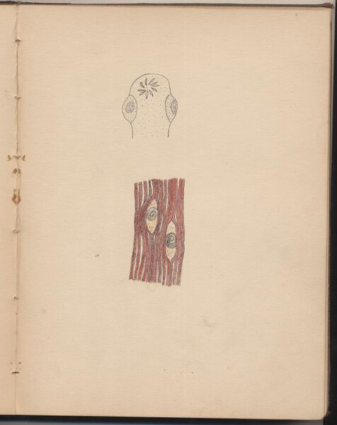 File:Hbk.Human Physiology and Histology-42.jpg