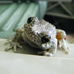 Tree Frog from Basement1.png
