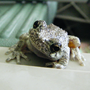 Thumbnail for File:Tree Frog from Basement1.png