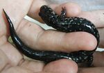 Thumbnail for File:P4190001 newt.jpg