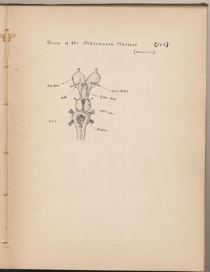 Hbk.Human Physiology and Histology-22.jpg