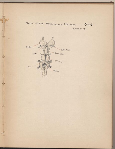File:Hbk.Human Physiology and Histology-22.jpg