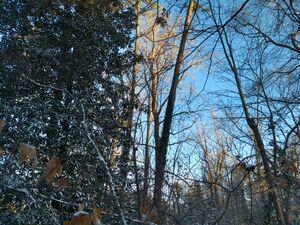 IMG 20220122 080110765 HDR.jpg