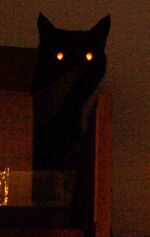 Thumbnail for File:Glowy Kestra.jpg