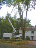 Thumbnail for File:P9210003 oak tree removal.web.jpg