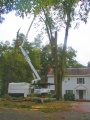 P9210003 oak tree removal.web.jpg