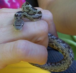 Older Baby Snake6.jpg