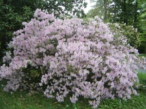 Giant Azalea 2009 1.JPG