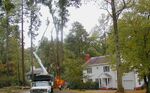 Thumbnail for File:P9210002 oak tree removal.web.jpg