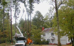 P9210002 oak tree removal.web.jpg