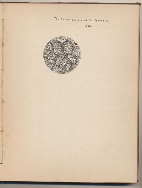 File:Hbk.Human Physiology and Histology-24.jpg