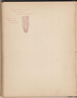 Hbk.Human Physiology and Histology-33.jpg