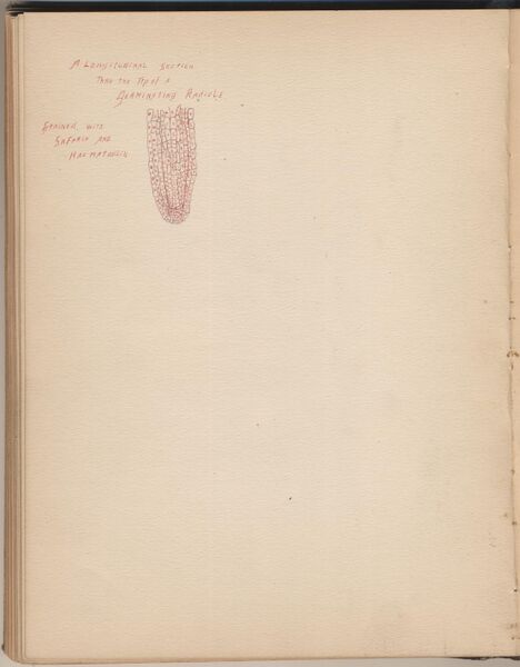 File:Hbk.Human Physiology and Histology-33.jpg