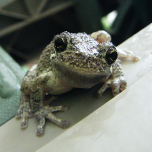 Tree Frog from Basement2.png