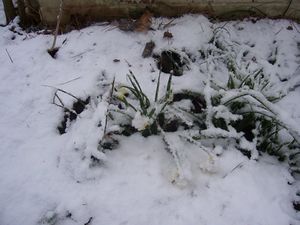 Miniature Daffodillys.jpg