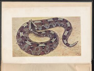 Hbk.Ditmars.Reptiles of the World-4.jpg