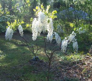 White Wisteria Full.jpg