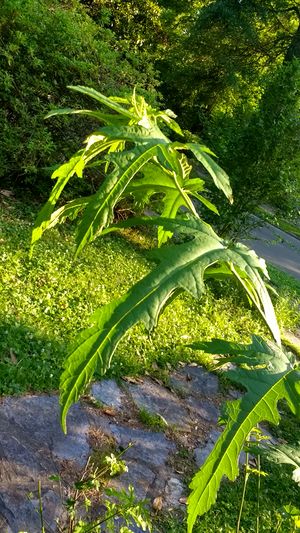 IMG 20170527 185507677 HDR.jpg