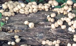 IMG 20191105 133419321.mushroom log.crop-1920pxw-1180pxh.jpg