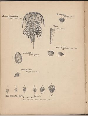 Hbk.Human Physiology and Histology-12.jpg