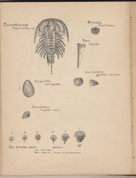 File:Hbk.Human Physiology and Histology-12.jpg