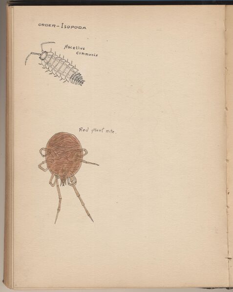 File:Hbk.Human Physiology and Histology-40.jpg