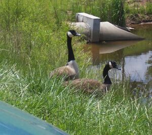 Friendly Goose08.JPG