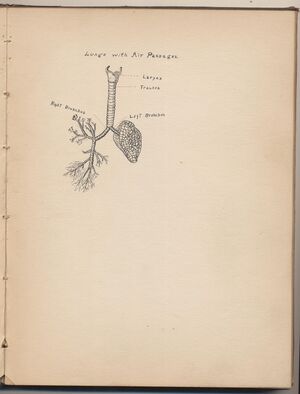 Hbk.Human Physiology and Histology-29.jpg