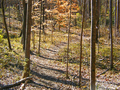 2006-03-10 P3100026 woods path.adj.png