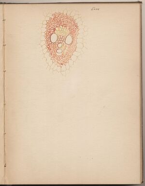 Hbk.Human Physiology and Histology-36.jpg