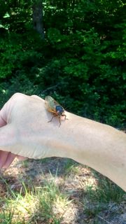 Thumbnail for File:IMG 20170517 135429269 HDR.jpg