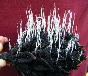Fungus on Magnolia Cone.png