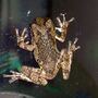 Thumbnail for File:Tree Frog Outside.jpg