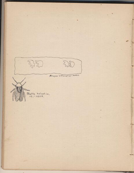 File:Hbk.Human Physiology and Histology-18.jpg